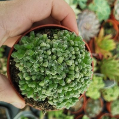 Planta suculenta verde com textura de teia em vaso castanho nas mãos, fundo com outras suculentas desfocadas