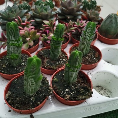 Cinco mini cactos verdes em vasos pequenos num suporte branco, rodeados por outras suculentas.