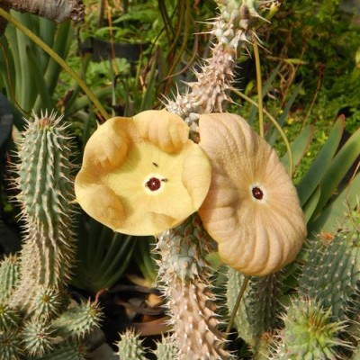 Planta suculenta com flores amarelas pálidas e caules espinhosos