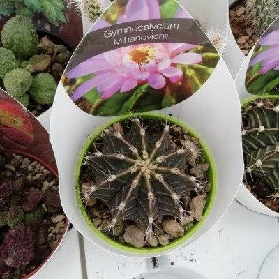 Cacto Gymnocalycium Mihanovichii em vaso verde com etiqueta e flores cor-de-rosa