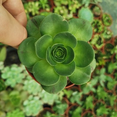 Pequena planta suculenta verde em vaso castanho com fundo de outras plantas