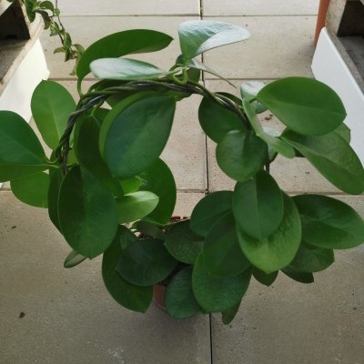 Planta com folhas verdes grandes em vaso castanho numa calçada de pedra clara.
