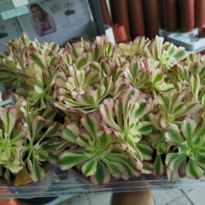 Plantas suculentas verdes com bordas rosadas em recipiente plástico