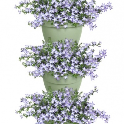 Três vasos verdes com flores roxas pequenas e folhas verdes empilhados