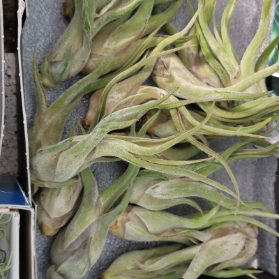 Plantas aéreas Tillandsia verdes em caixa preta