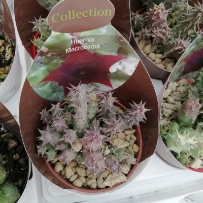 Plantas suculentas Huernia Macrocarpa em vasos com etiquetas