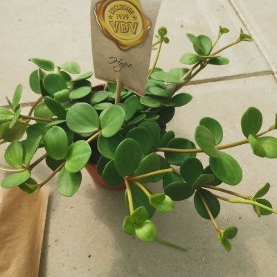 Planta suculenta verde em vaso com etiqueta identificativa sobre chão de azulejos.