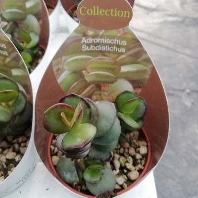 Planta suculenta Adromischus Subdistichus em vaso com etiqueta Collection