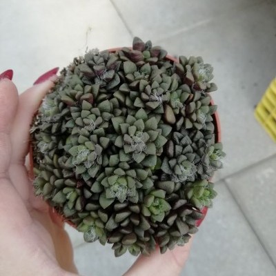 Planta suculenta num vaso vermelho segurada por mão com unhas vermelhas sobre chão de cimento.