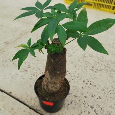 Planta jovem em vaso preto com folhas verdes e caule grosso num chão claro