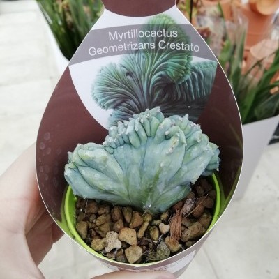 Cacto Myrtillocactus Geometrizans Crestato em vaso com etiqueta de coleção