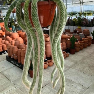 Vaso suspenso com planta cactus pendente em loja de jardinagem
