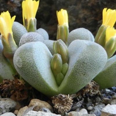 Vaso com plantas suculentas lapídios com flores amarelas