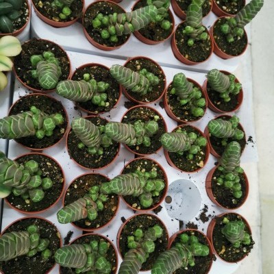 Plantas suculentas em pequenos vasos castanhos, com padrões brancos, em bandejas brancas.