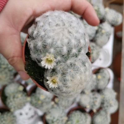 Cacto peludo branco com flores em vaso castanho, mão segurando contra fundo de outros cactos