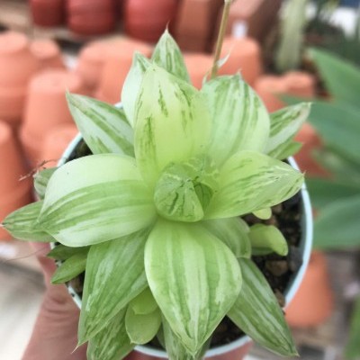 Suculenta verde em vaso branco segurada por mão, com vasos de terracota ao fundo