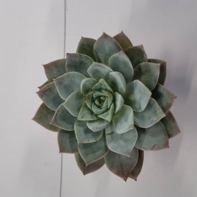 Suculenta verde em roseta com bordas avermelhadas sobre fundo branco