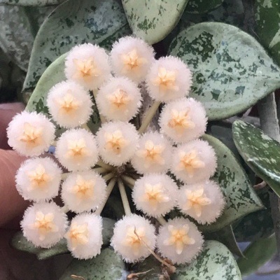 Flor branca peluda com miolo amarelo e folhas variegadas verdes e cinza