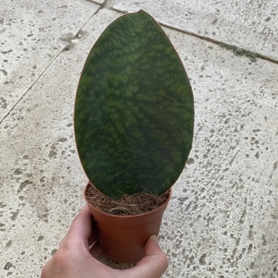Planta com folha verde escura em vaso castanho sobre chão de cimento