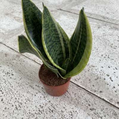 Planta sansevieria em vaso plástico castanho sobre pavimento de cimento cinza