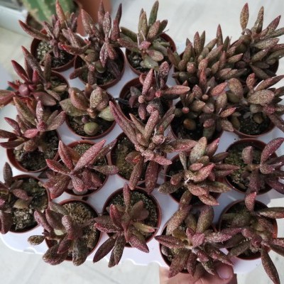 Doze plantas suculentas vermelhas em vasos brancos em bandeja