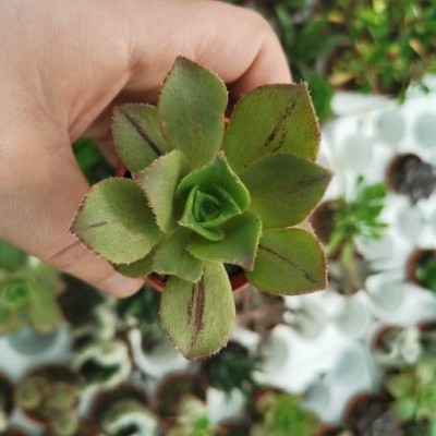 Planta suculenta verde com manchas escuras em pequeno vaso sendo segurada por mão