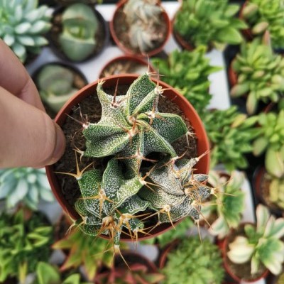 Pequena planta suculenta verde com espinhos em vaso castanho