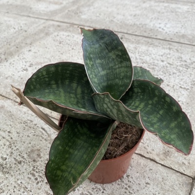 Planta Sansevieria em vaso castanho sobre chão de cimento