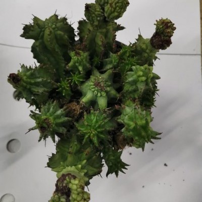 planta suculenta verde com caules rugosos sobre superfície branca