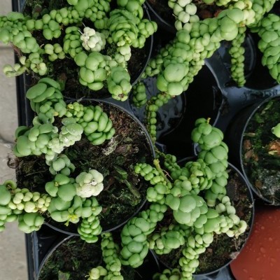 Suculentas verdes em vasos pretos com terra em bandeja preta, etiqueta amarela visível