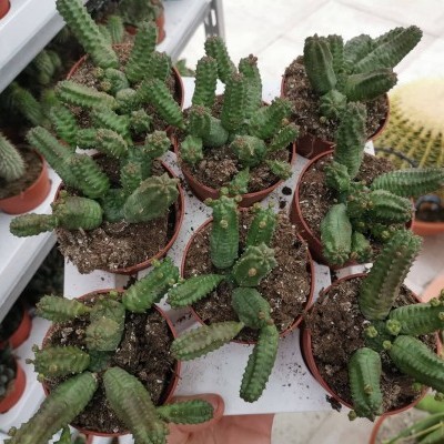 Pequenos vasos de cactos verdes segmentados sobre bancada