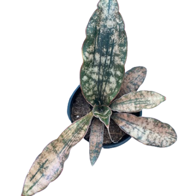 Planta com folhas largas manchadas em vaso negro pequeno