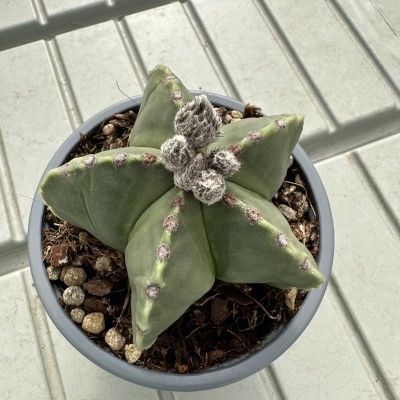 Cacto verde em vaso cinzento sobre superfície branca com linhas