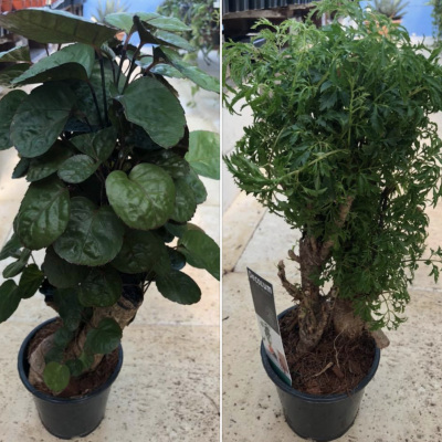 Duas plantas em vasos pretos, uma com folhas grandes e redondas e outra com folhas finas e recortadas