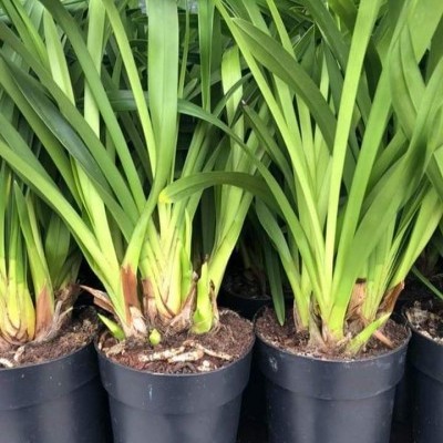 Plantas verdes em vasos pretos de plástico em ambiente interior.