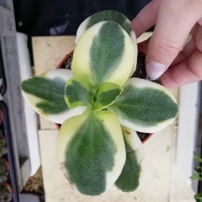 Planta suculenta com folhas verde, branco e amarelo no vaso pequeno