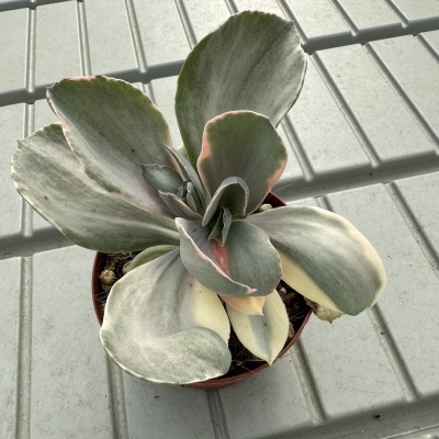 Planta suculenta em vaso castanho sobre superfície cinzenta geométrica