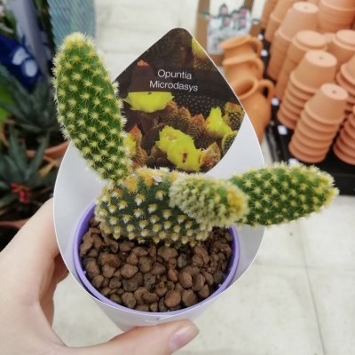 Cacto Opuntia Microdasys em vaso lilás com pedras