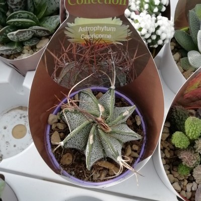 Cacto Astrophytum Capricorne em vaso roxo com etiqueta Collection