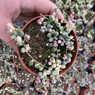 Planta suculenta String of Pearls em vaso de plástico castanho com folhas em tons de verde, rosa e creme