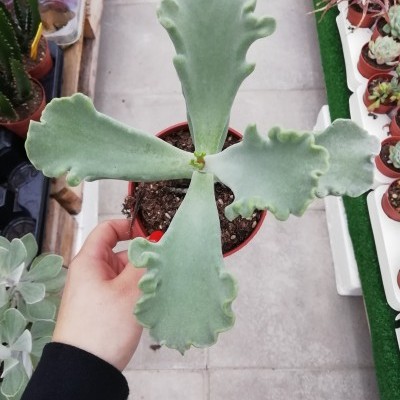 Planta suculenta com folhas grandes verde-acinzentadas em vaso vermelho
