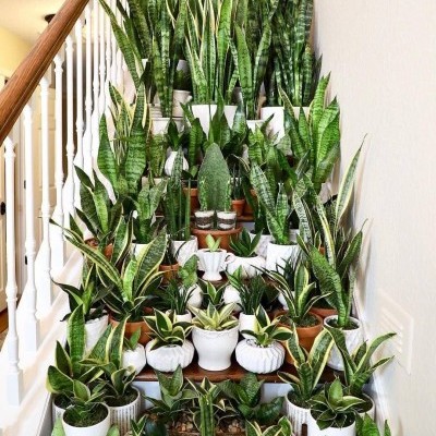 Escada com muitos vasos brancos e castanhos cheios de plantas suculentas verdes