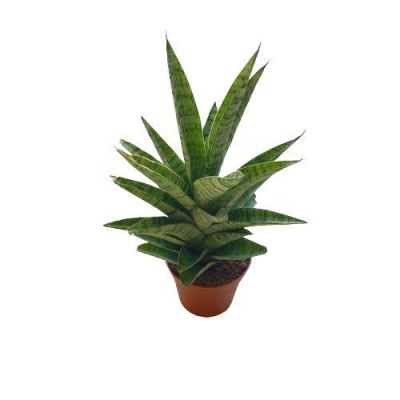 Planta suculenta verde em vaso castanho