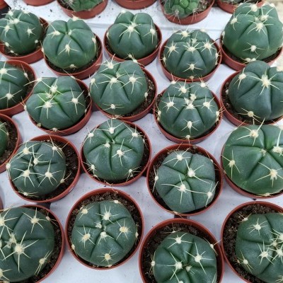 Vários pequenos cactos verdes redondos em vasos castanhos, organizados em fileiras.