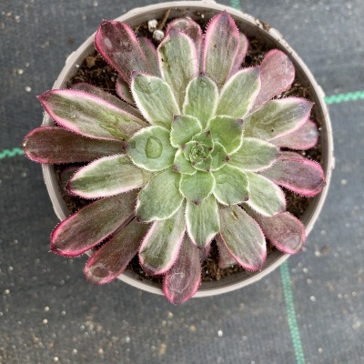 Planta suculenta em vaso redondo cinzento com folhas verdes claras e bordas rosadas