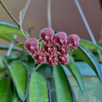 Flor carnuda rosa com folhas verdes num vaso pendurado