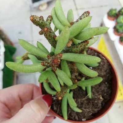 Suculenta em vaso de plástico castanho segurada por mão com unhas vermelhas