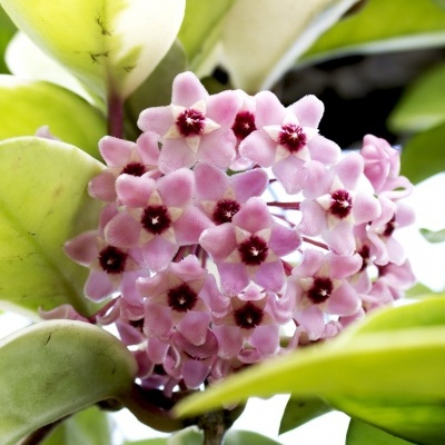 Ramo com flores pequenas cor de rosa claro e folhas verdes grandes