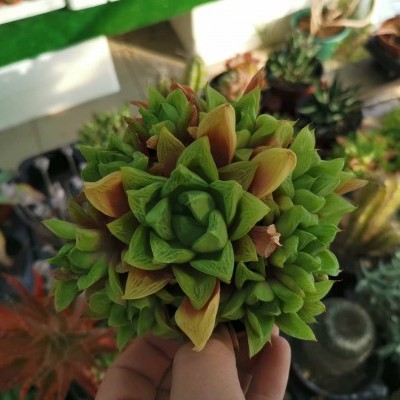 Suculenta verde e castanha segurada à mão com plantas ao fundo