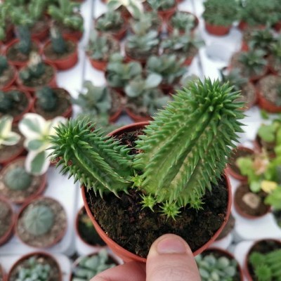 Mini cacto verde com espinhos em vaso castanho